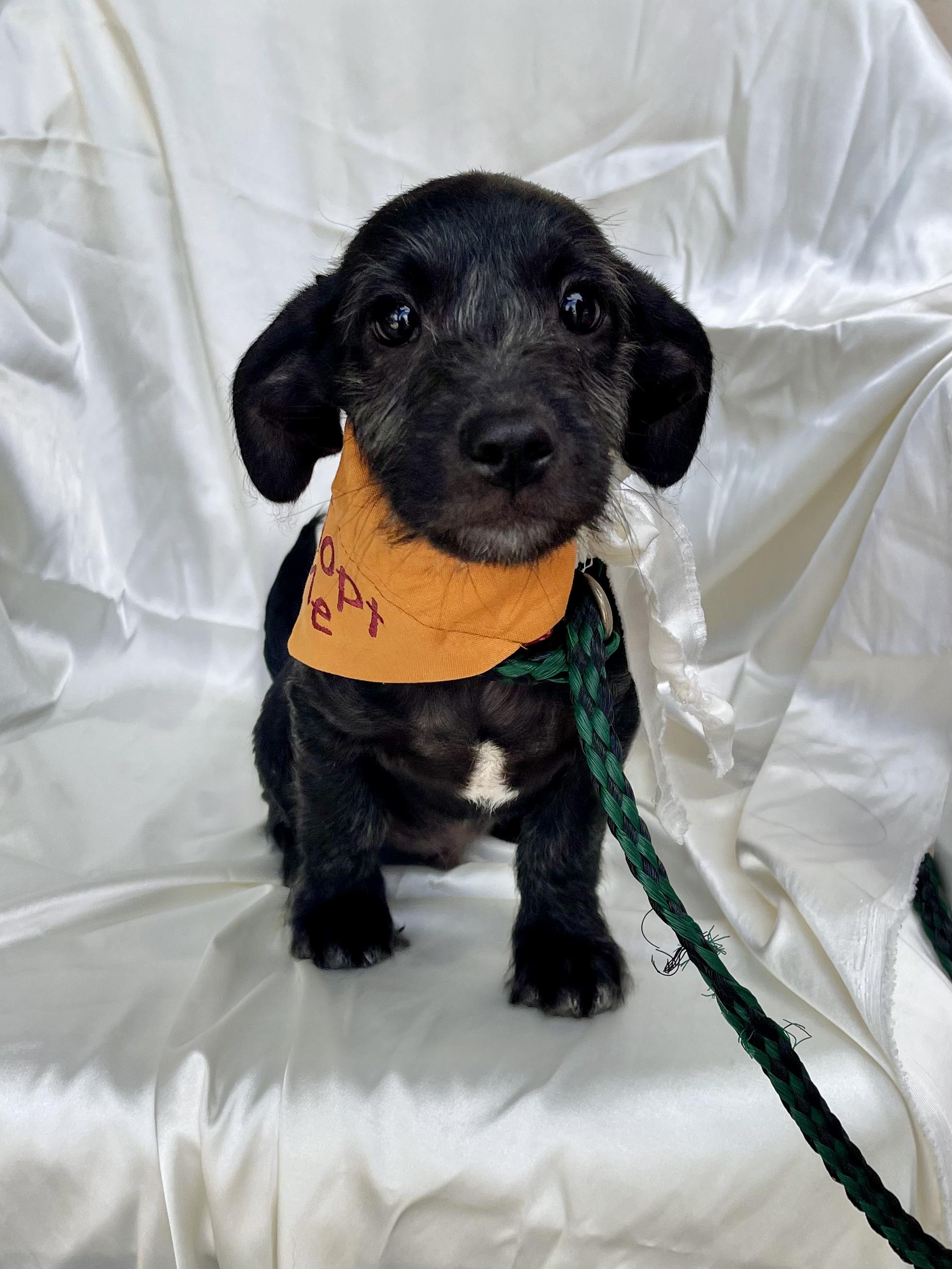 Enlarge SIMON, an adopted mixed breed in Rowland Heights, CA image 2/4