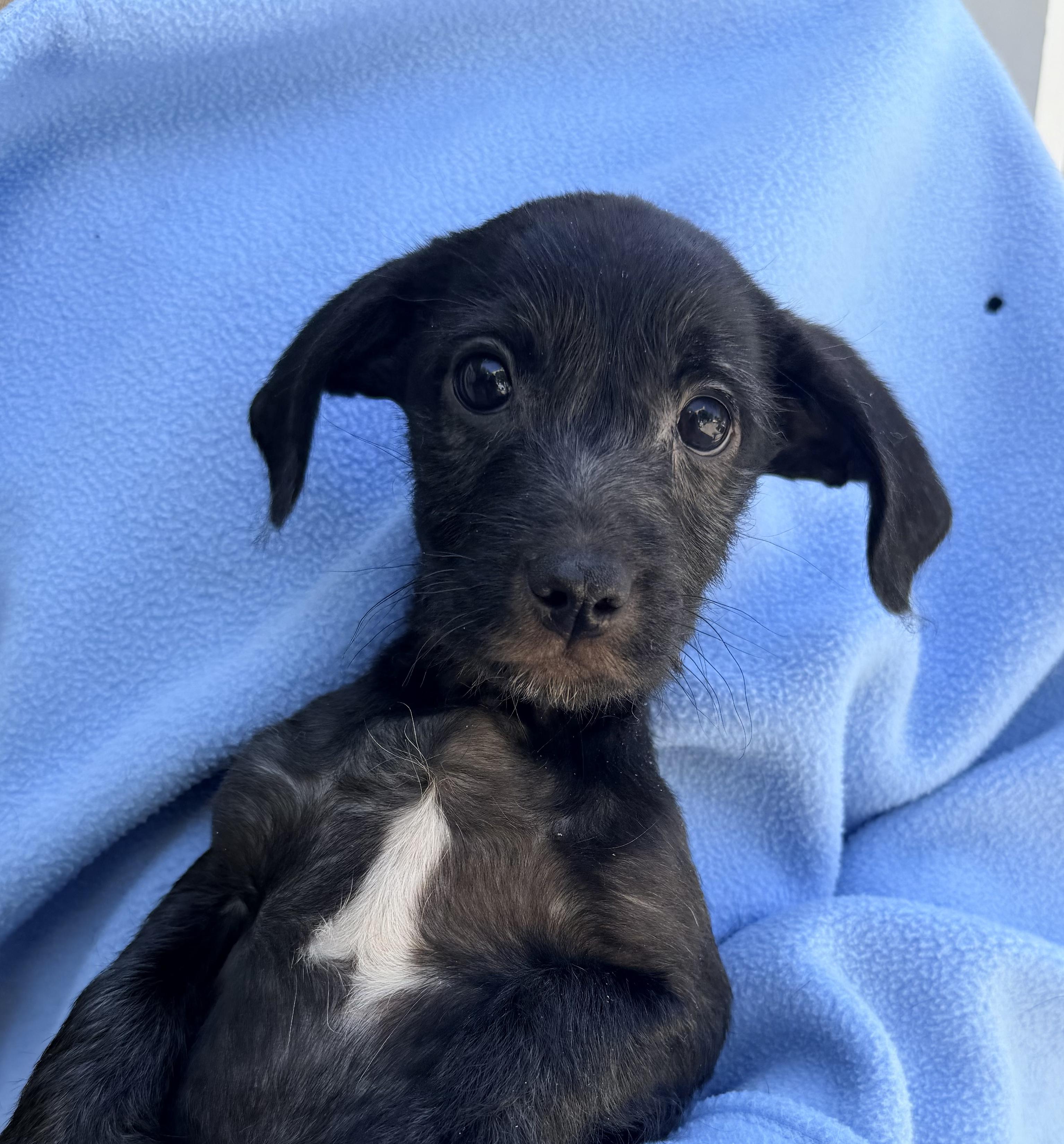 Enlarge SIMON, an adopted mixed breed in Rowland Heights, CA image 4/4