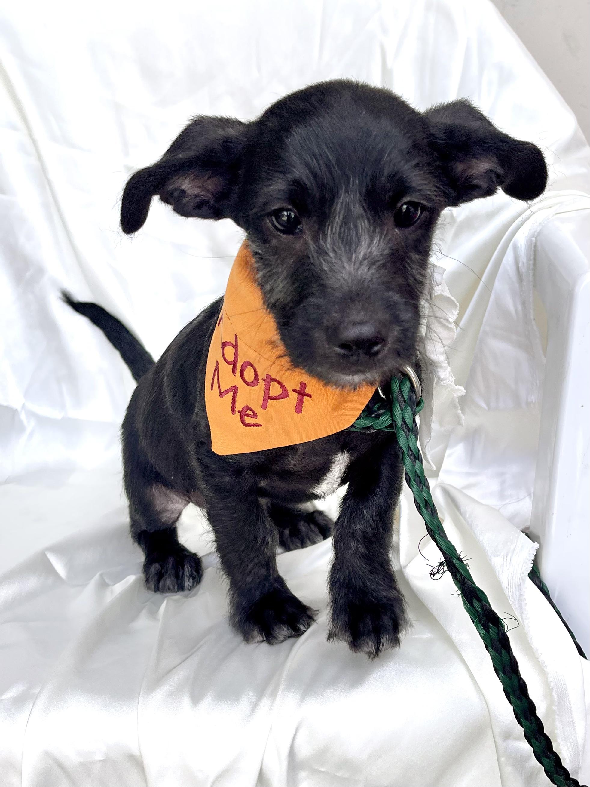 Enlarge SIMON, an adopted mixed breed in Rowland Heights, CA image 1/4