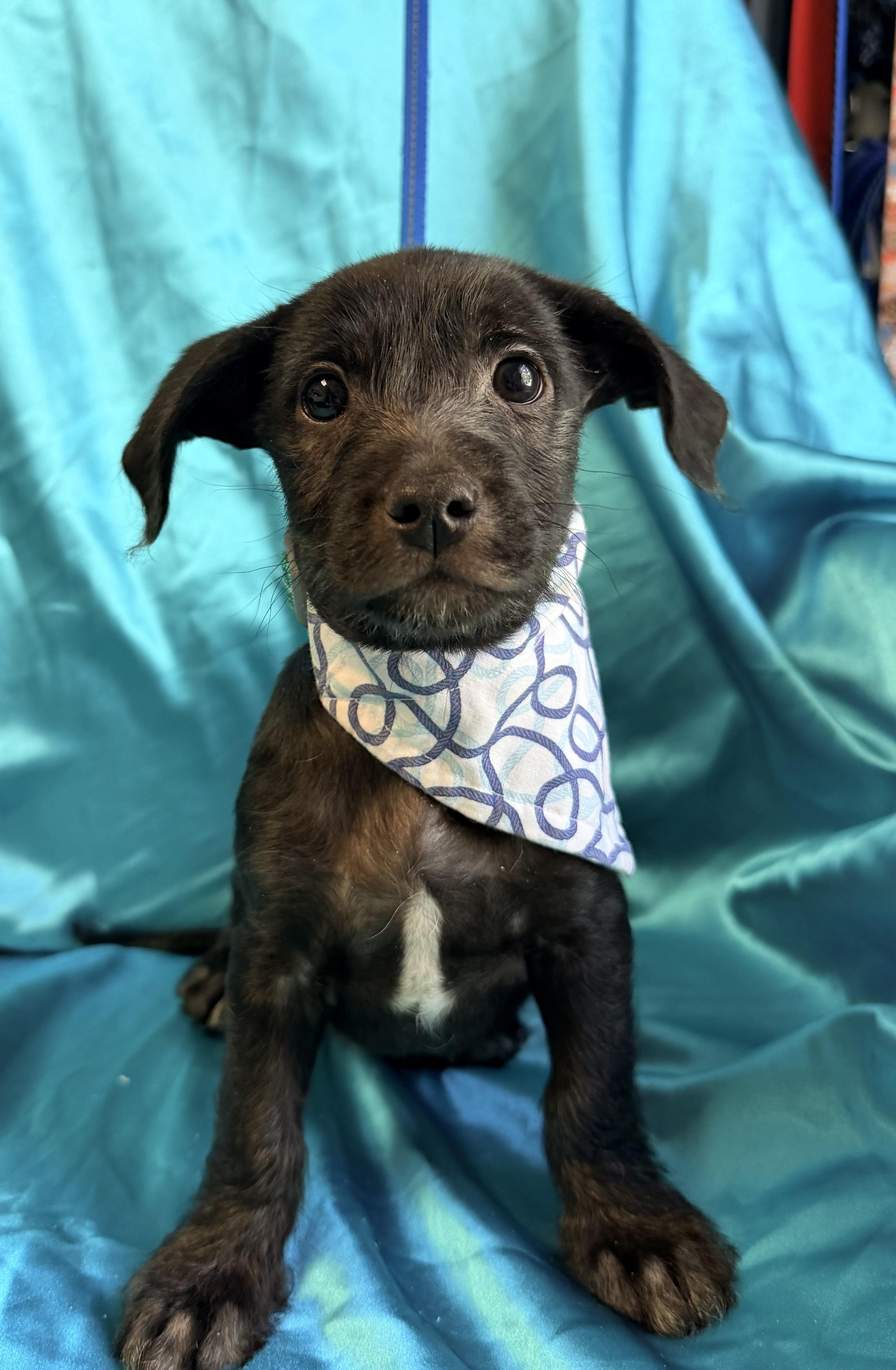 Enlarge SIMON, an adopted mixed breed in Rowland Heights, CA image 3/4