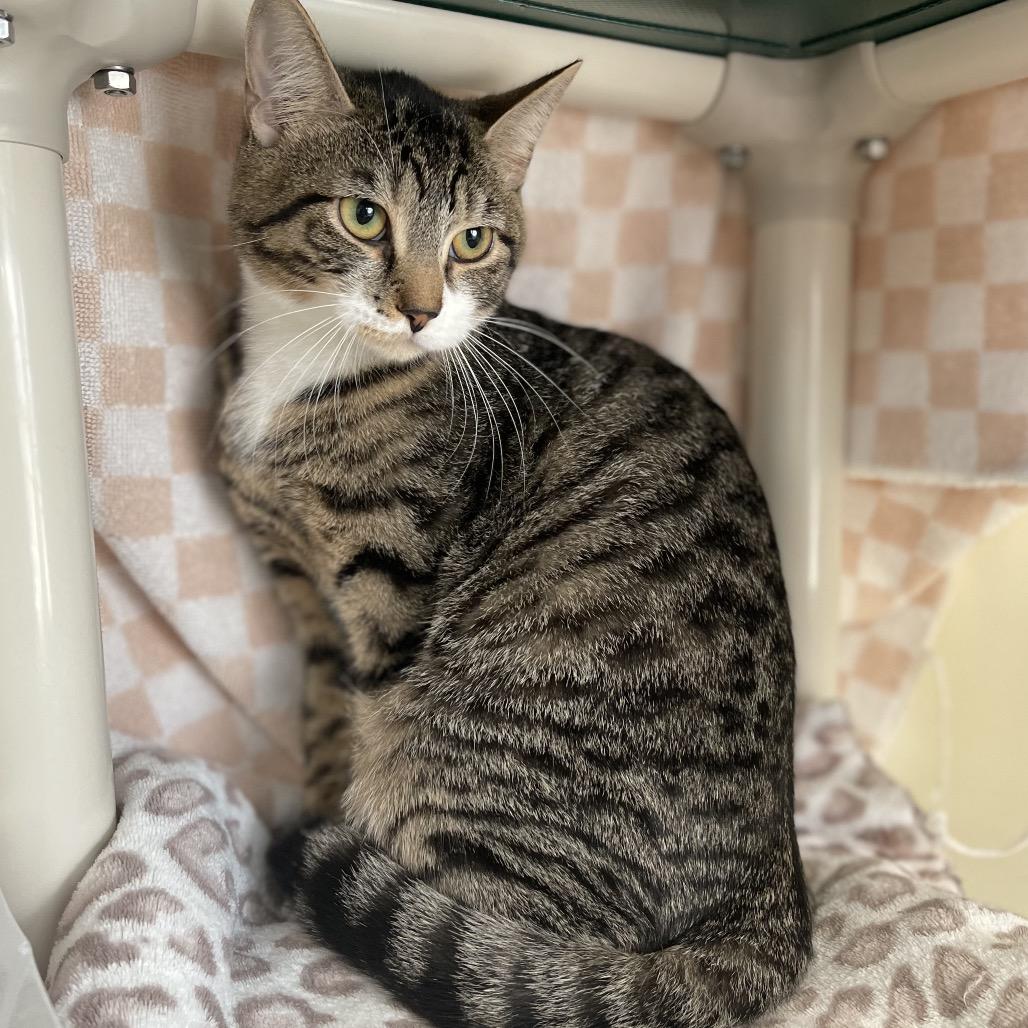 Enlarge Willow, a Adoptable Domestic Short Hair in New Fairfield, CT image 1/3