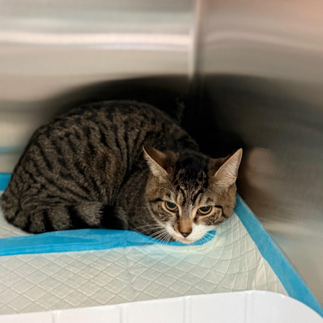 Enlarge Willow, a Adoptable Domestic Short Hair in New Fairfield, CT image 2/3