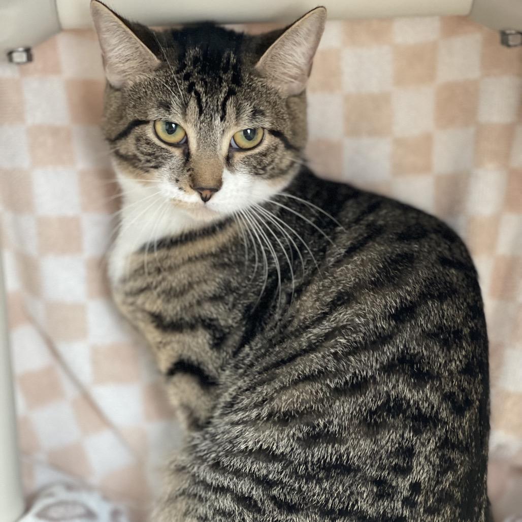 Enlarge Willow, a Adoptable Domestic Short Hair in New Fairfield, CT image 3/3