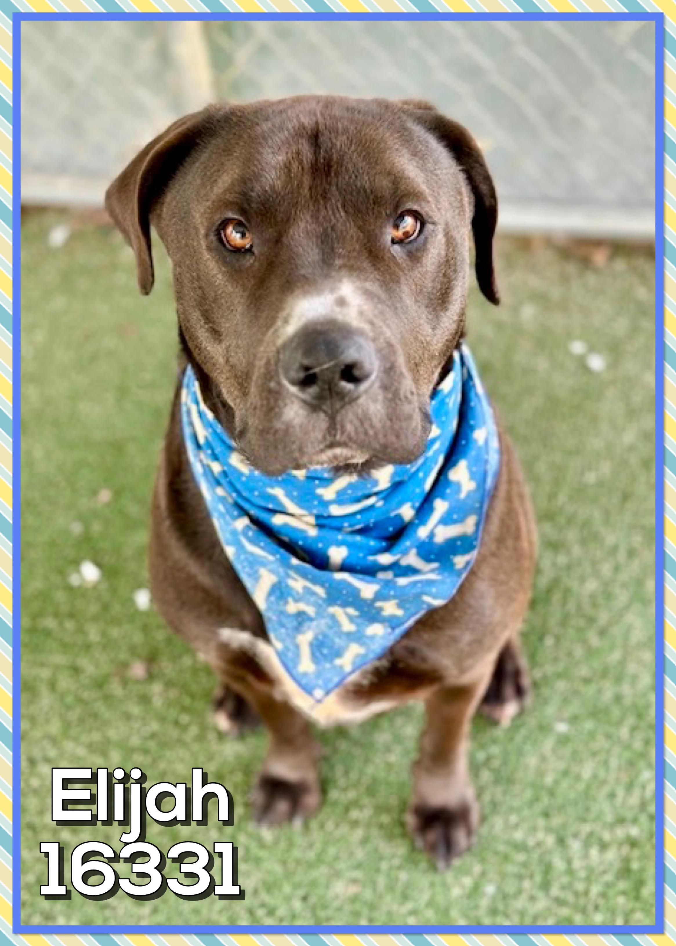 ELIJAH, an adopted mixed breed in Marietta, GA image 2/4