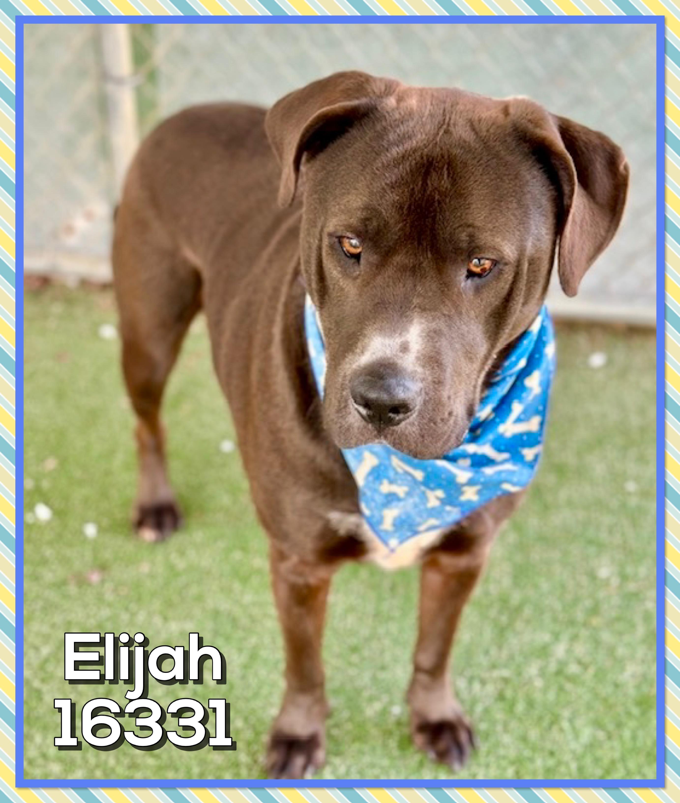 ELIJAH, an adopted mixed breed in Marietta, GA image 4/4