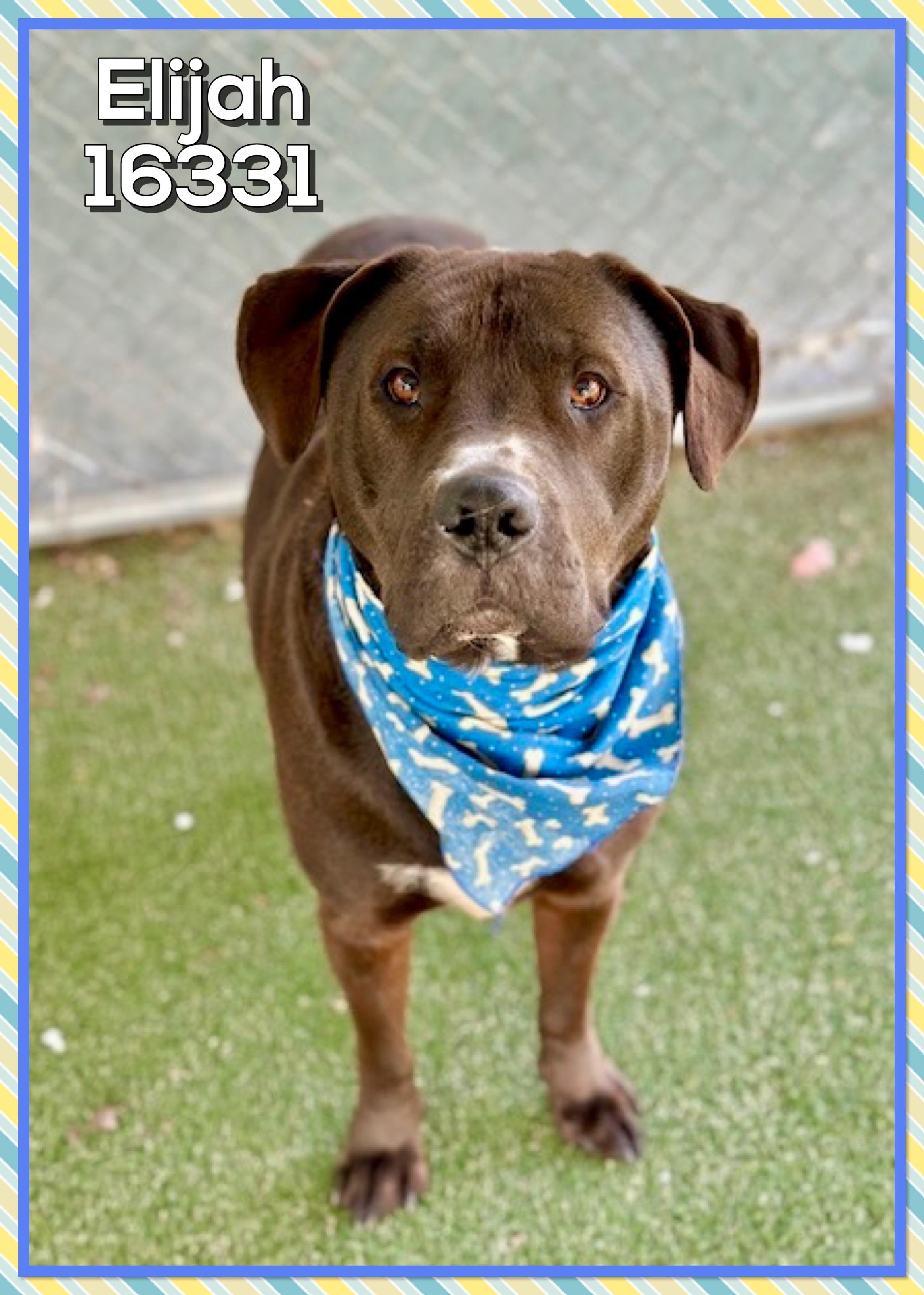 ELIJAH, ADOPTABLE, Young Male Labrador Retriever.