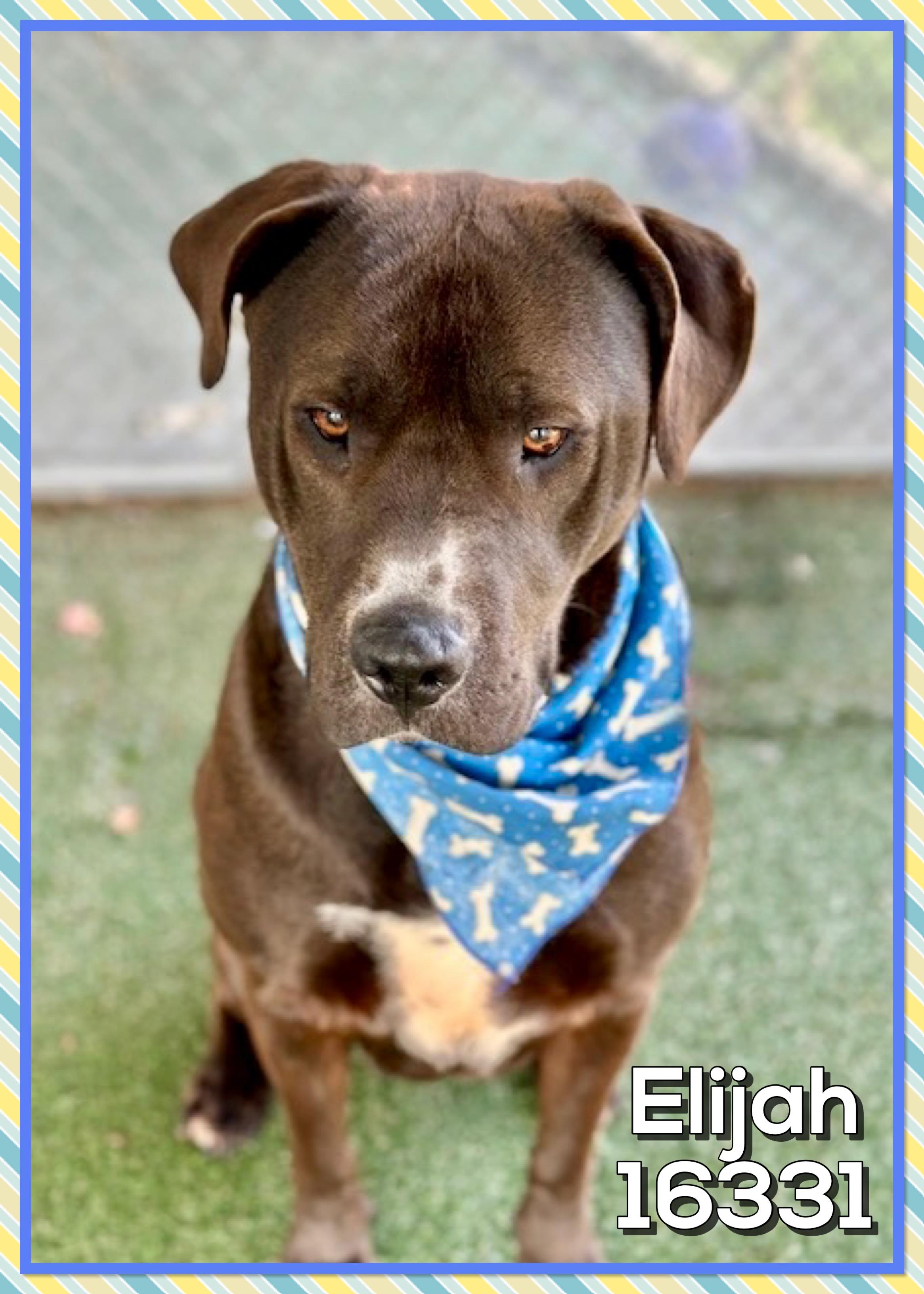 ELIJAH, an adopted mixed breed in Marietta, GA image 3/4