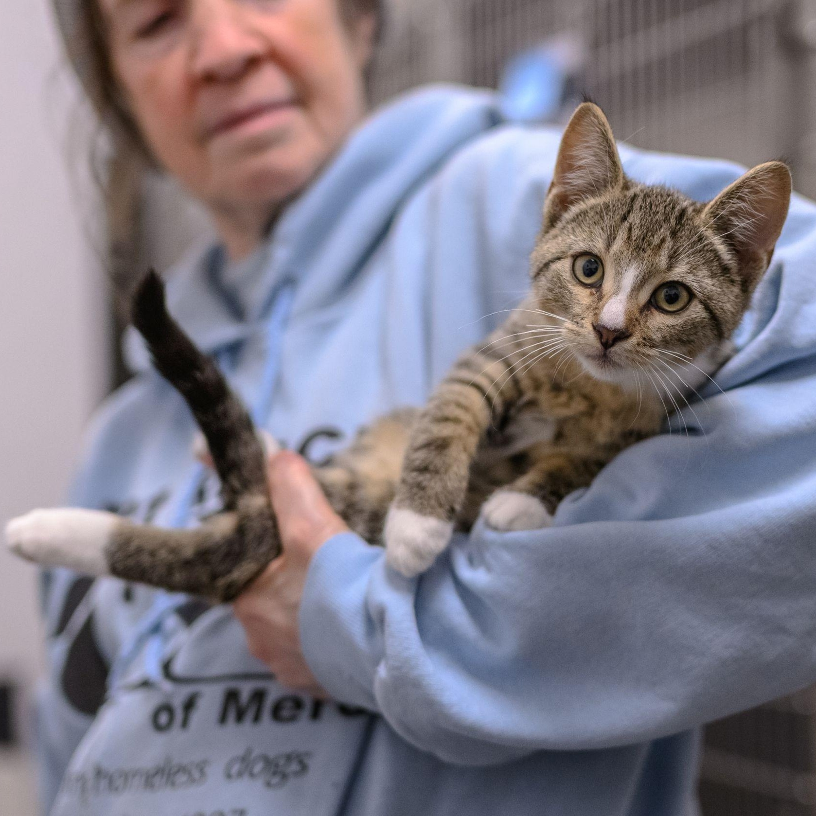 Enlarge PISTACHIO, a Adopted Domestic Short Hair in Hamilton, NJ image 1/5
