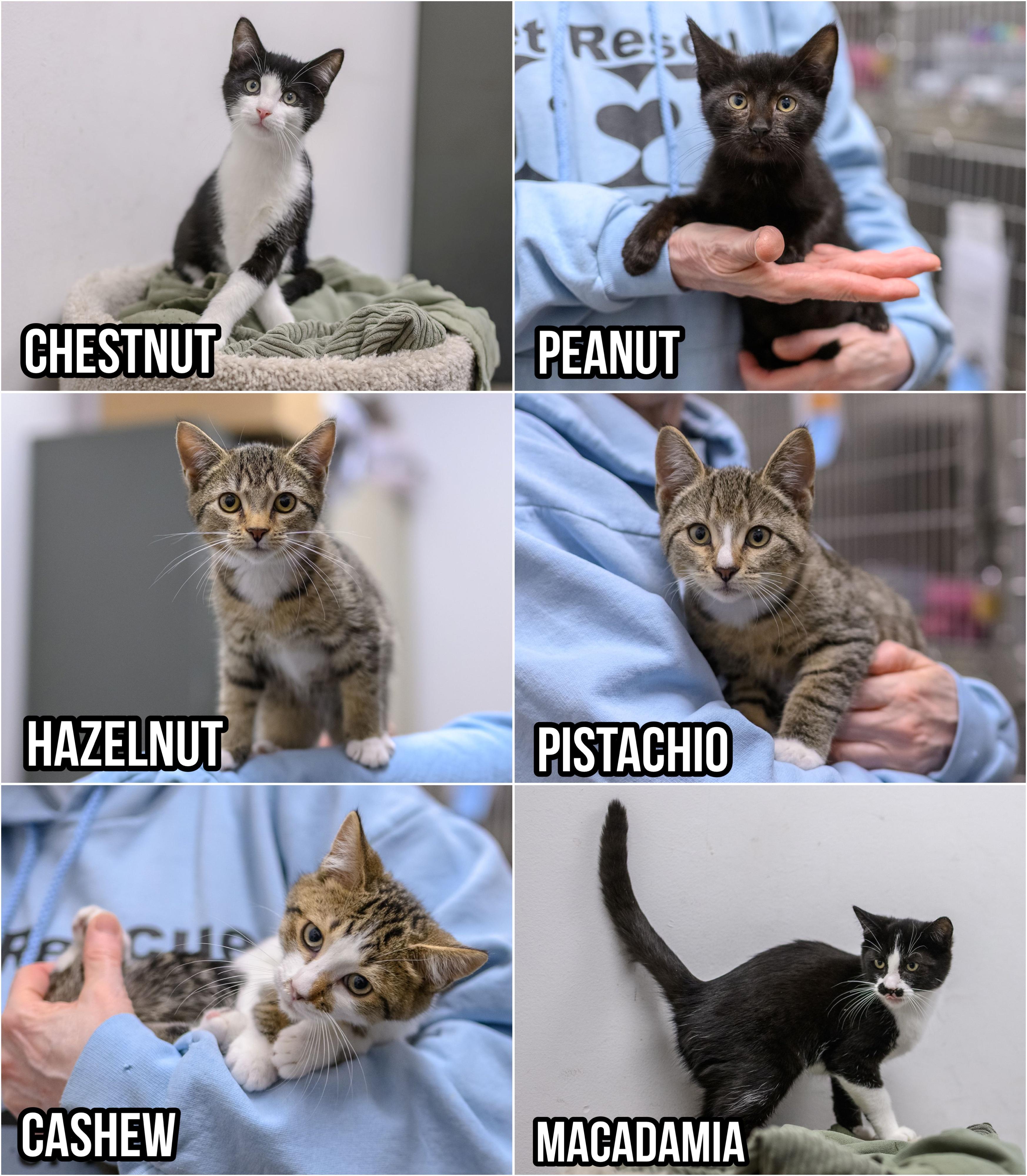 Enlarge PISTACHIO, a Adopted Domestic Short Hair in Hamilton, NJ image 5/5