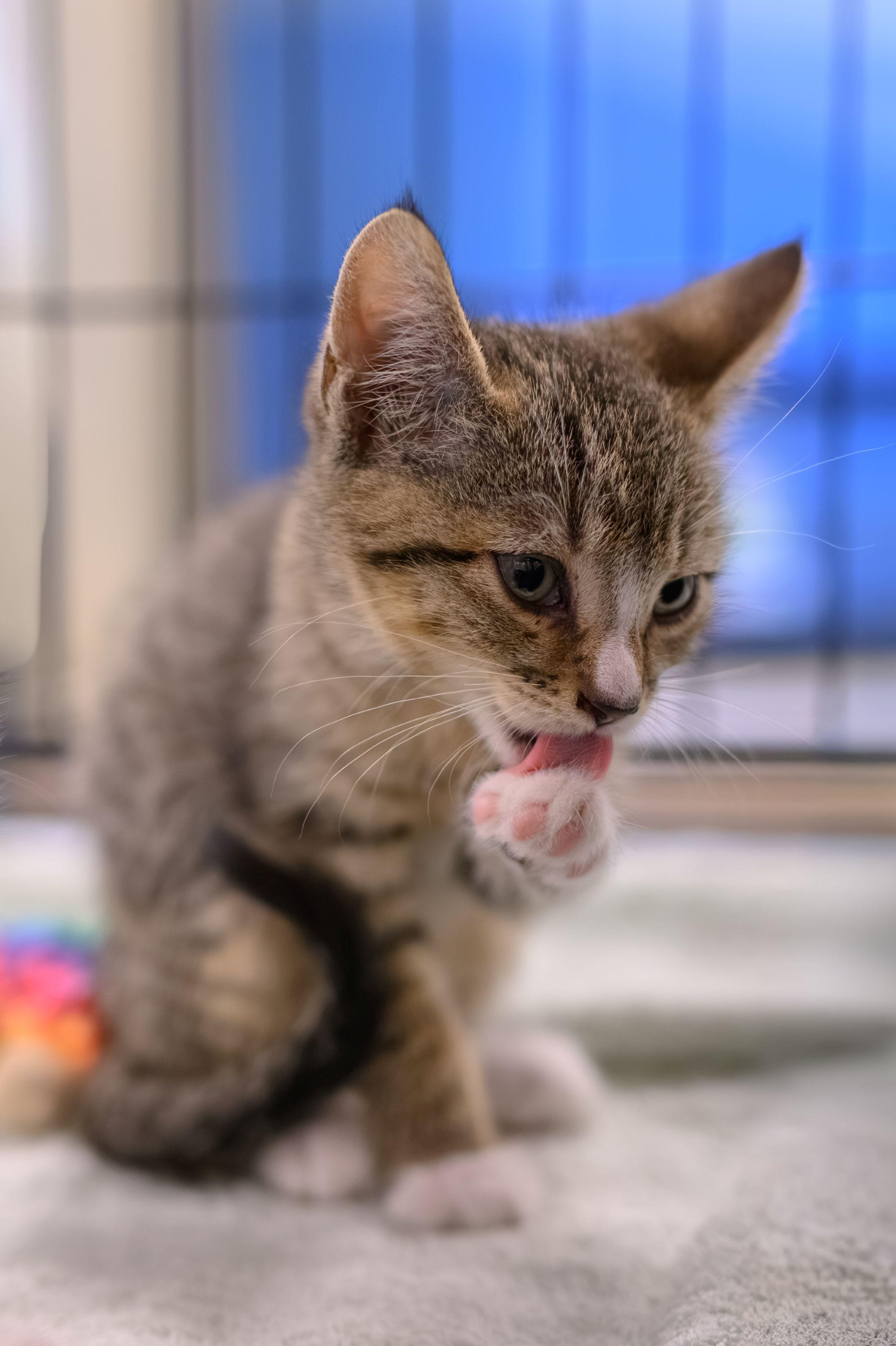 Enlarge PISTACHIO, a Adopted Domestic Short Hair in Hamilton, NJ image 4/5