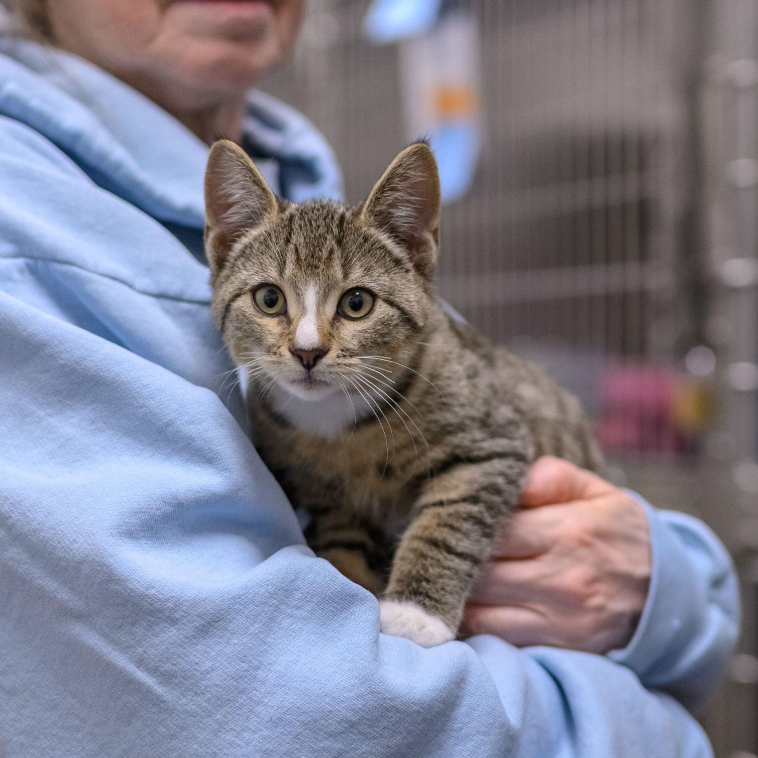 Enlarge PISTACHIO, a Adopted Domestic Short Hair in Hamilton, NJ image 2/5