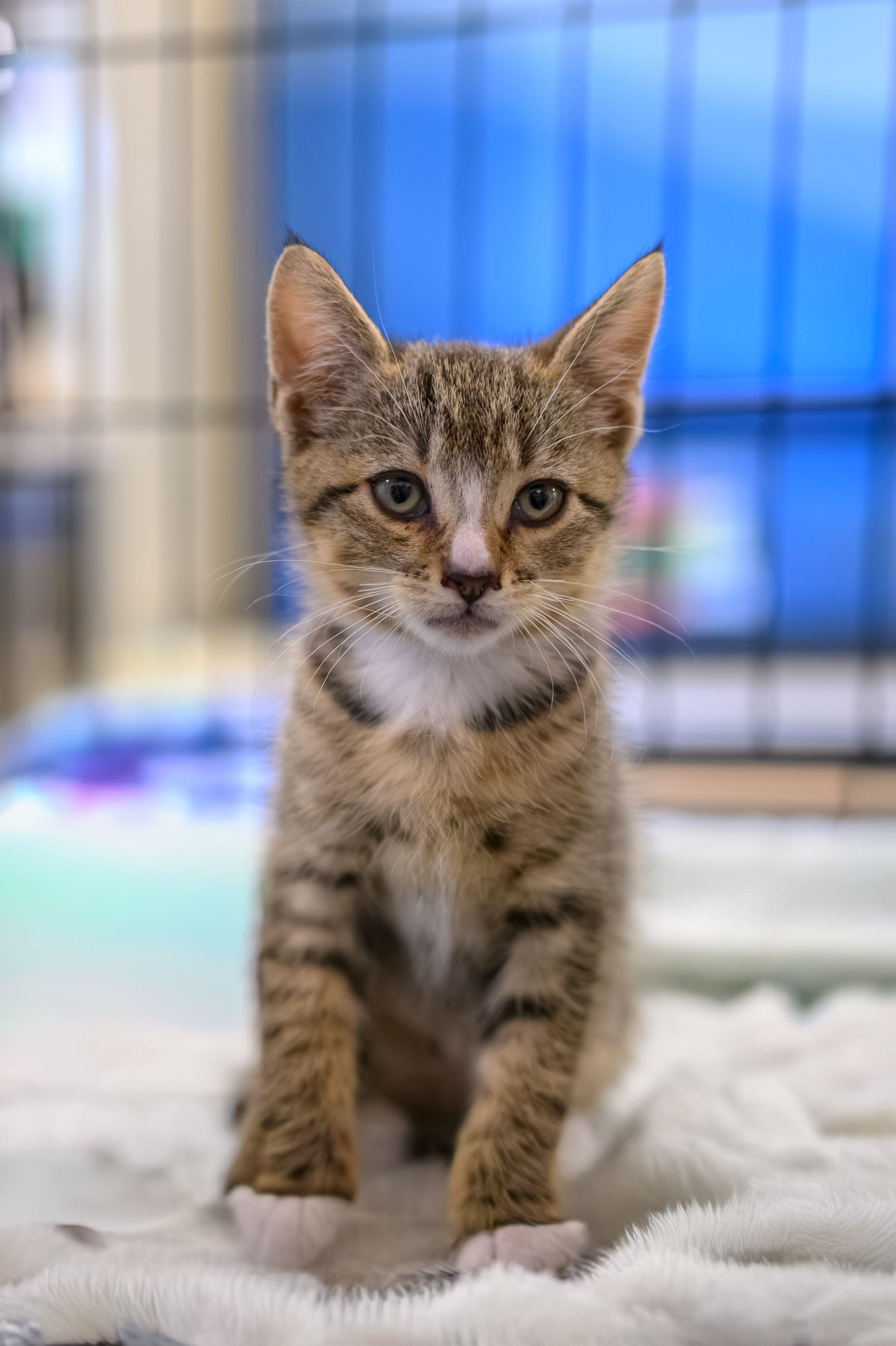 Enlarge PISTACHIO, a Adopted Domestic Short Hair in Hamilton, NJ image 3/5