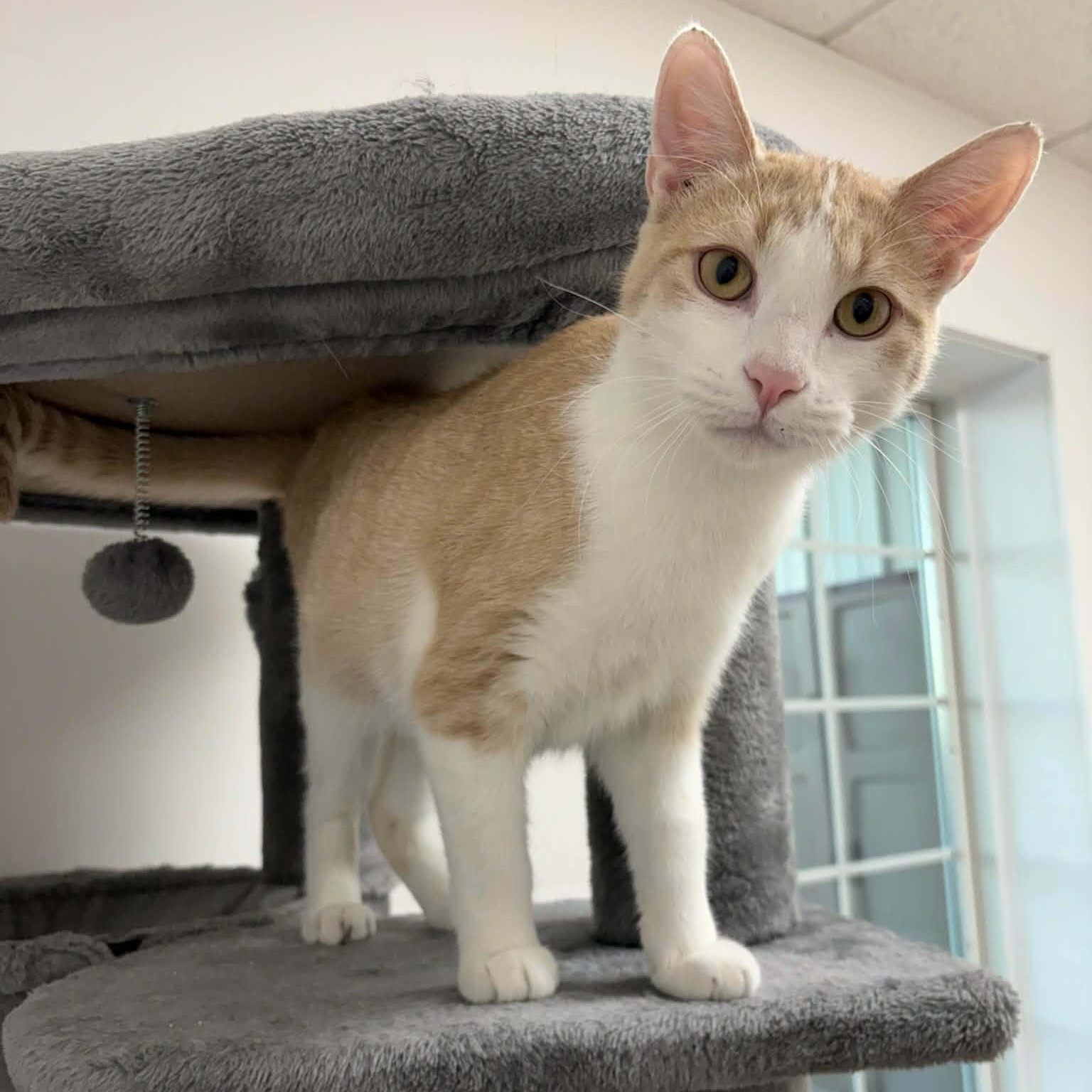 Enlarge Rio, a Adoptable Domestic Short Hair in Rushville, IL image 1/2