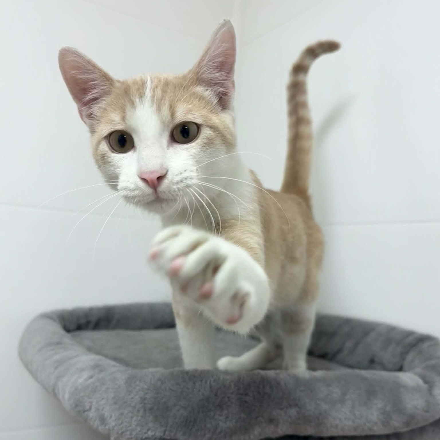 Enlarge Rio, a Adoptable Domestic Short Hair in Rushville, IL image 2/2