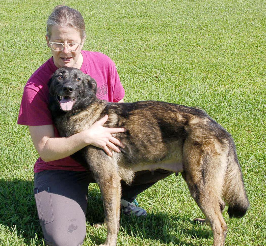 FELICIA, a Adoptable German Shepherd Dog in Preston, CT image 6/6