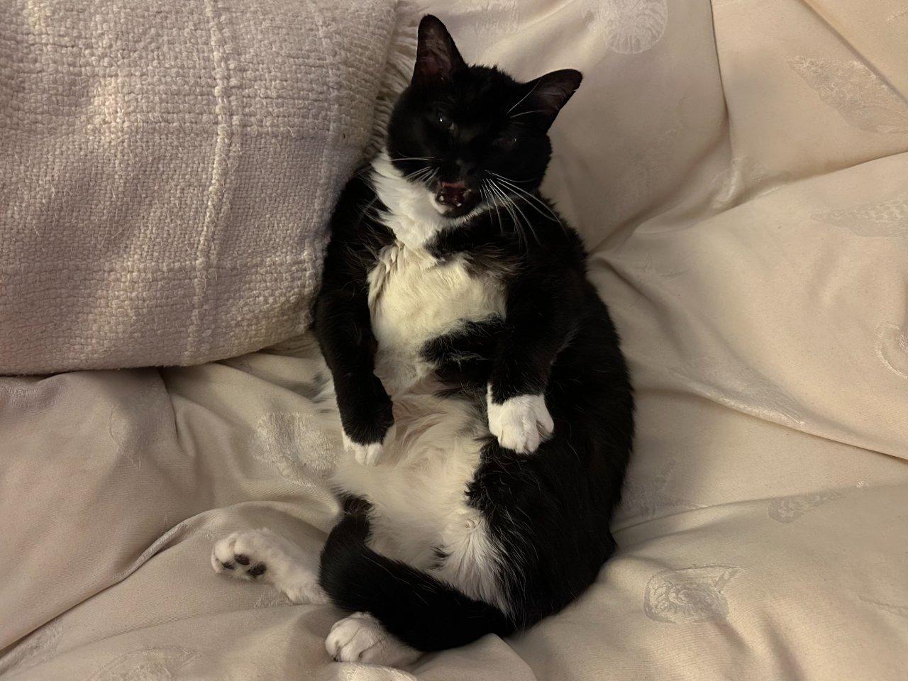 Mac, Adoptable, Senior Male Domestic Short Hair.