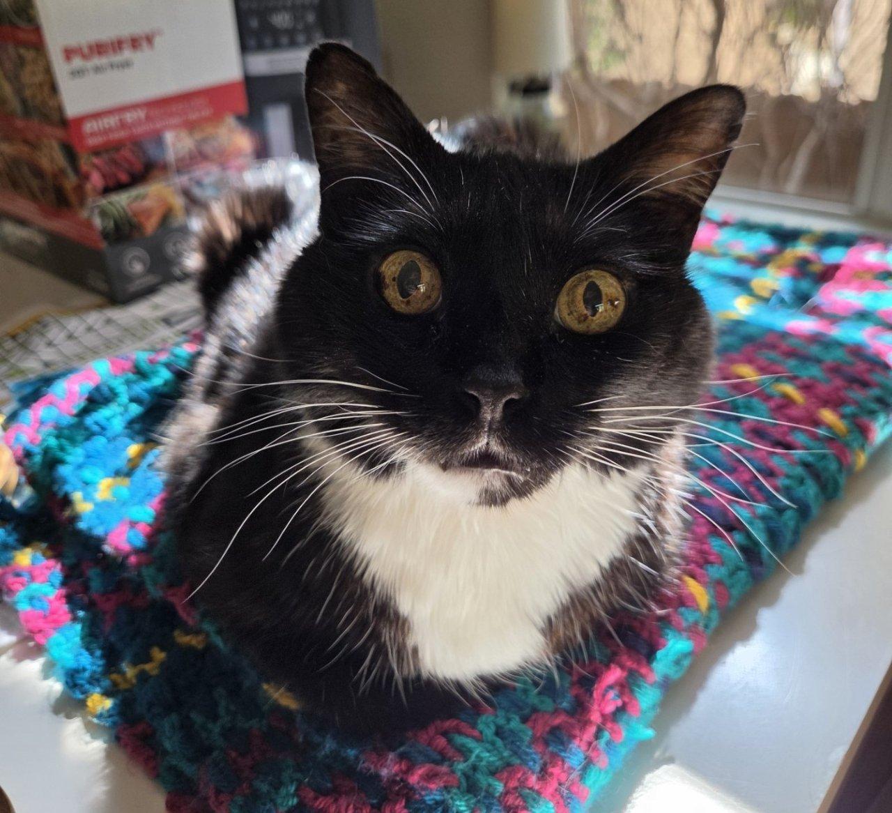 Enlarge Mac, a Adoptable Domestic Short Hair in Raleigh, NC image 2/5