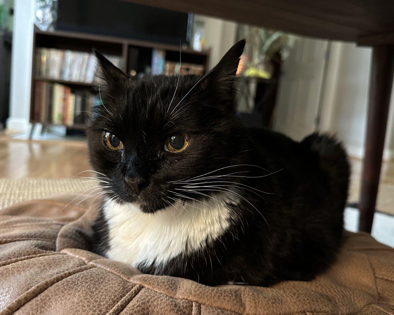 Enlarge Mac, a Adoptable Domestic Short Hair in Raleigh, NC image 2/5
