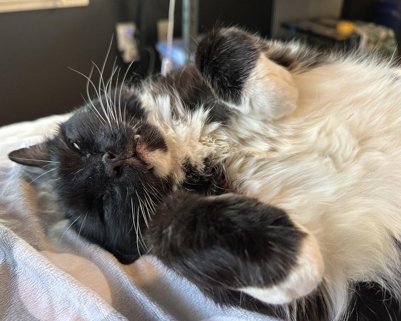 Enlarge Mac, a Adoptable Domestic Short Hair in Raleigh, NC image 3/5