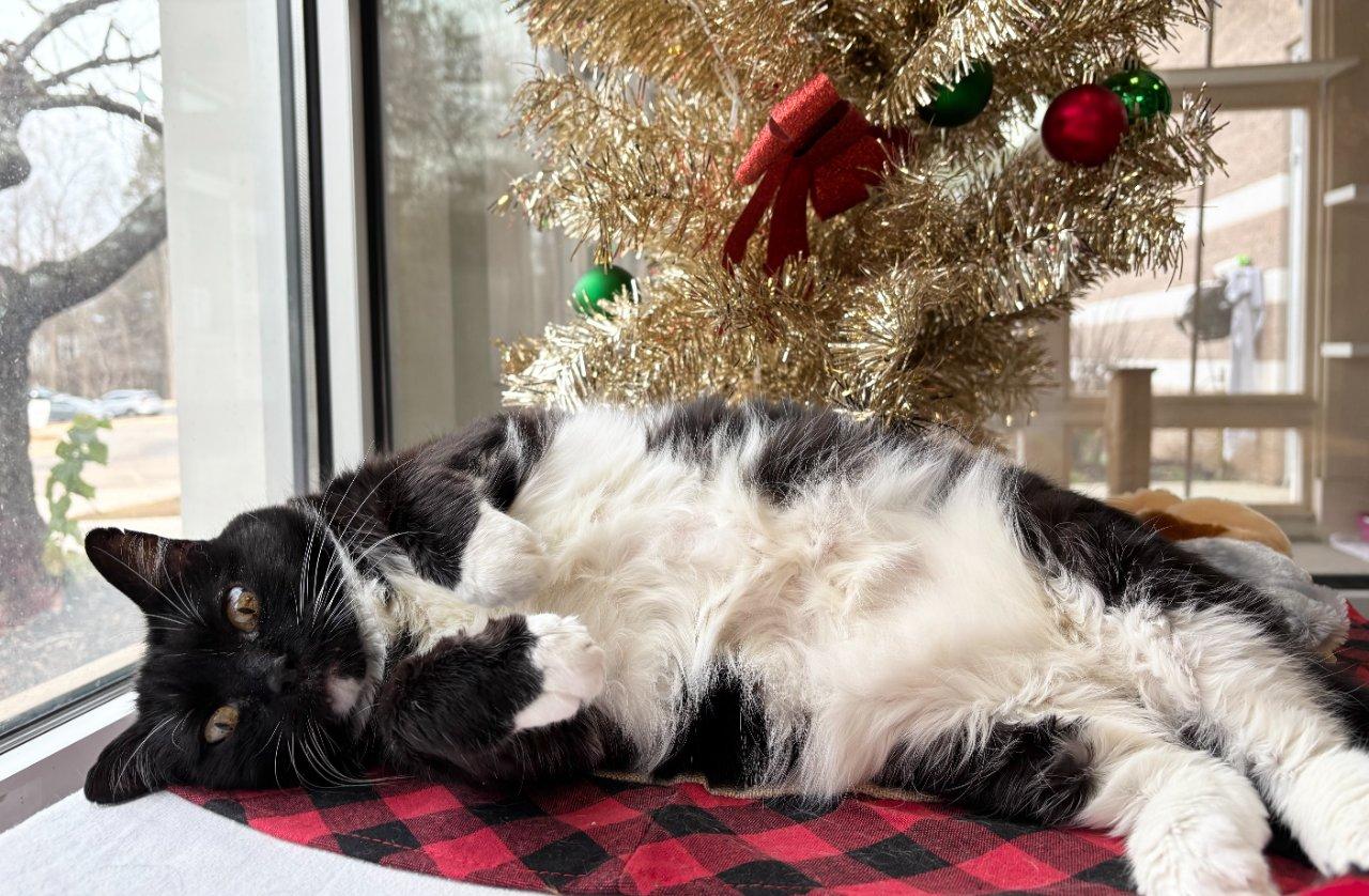 Enlarge Mac, a Adoptable Domestic Short Hair in Raleigh, NC image 4/5