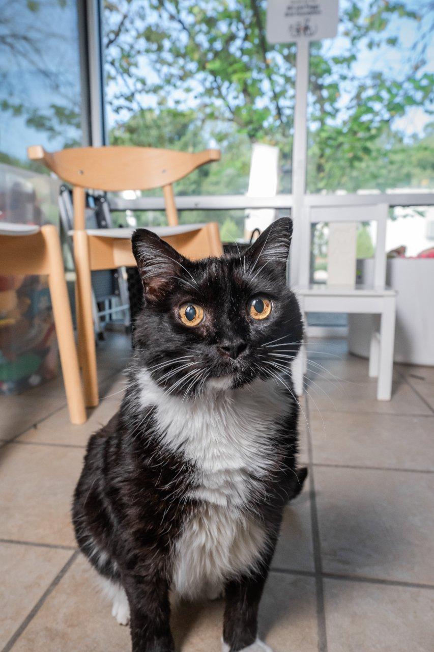 Enlarge Mac, a Adoptable Domestic Short Hair in Raleigh, NC image 5/5
