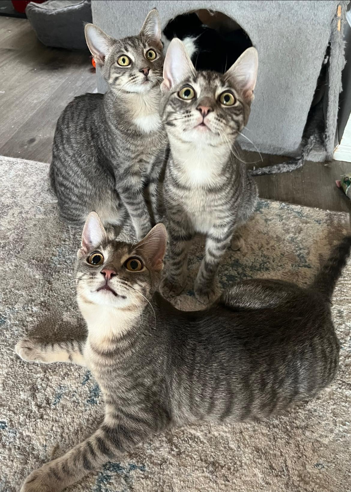 Silver, Adoptable, Young Female Domestic Short Hair & Tabby.