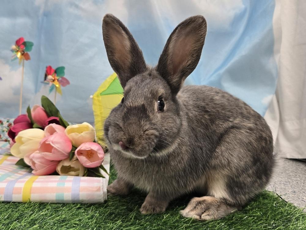 Colin, Adoptable, Young Male Bunny Rabbit.