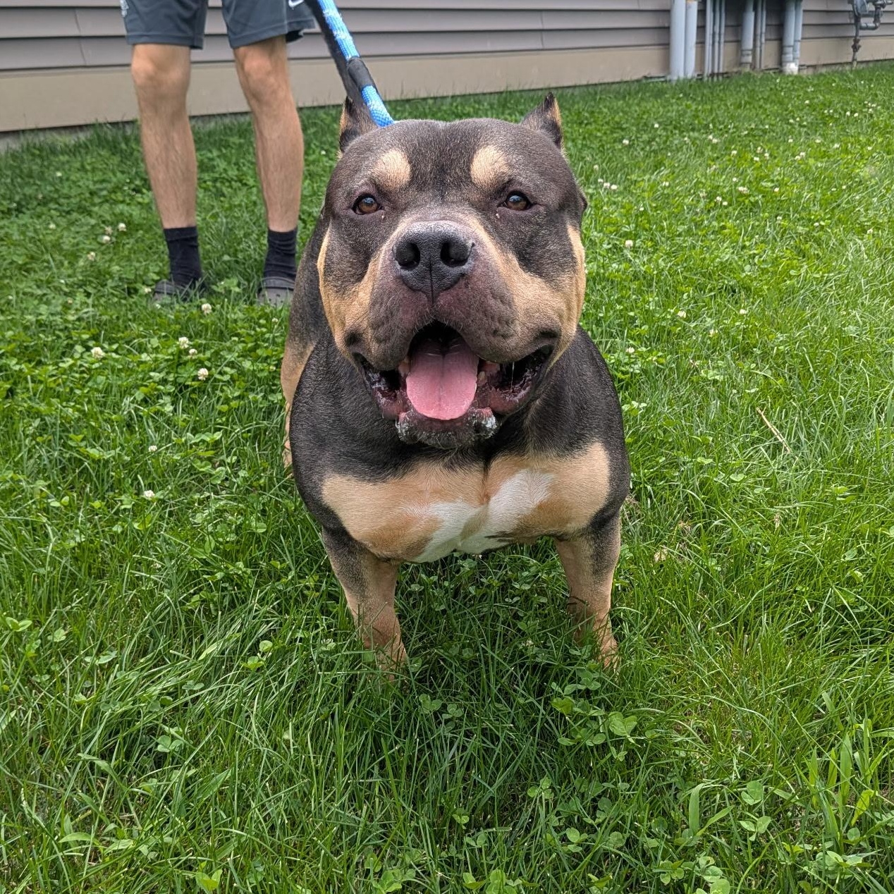 Enlarge Stone, a Adoptable American Bully in Amsterdam, NY image 1/4