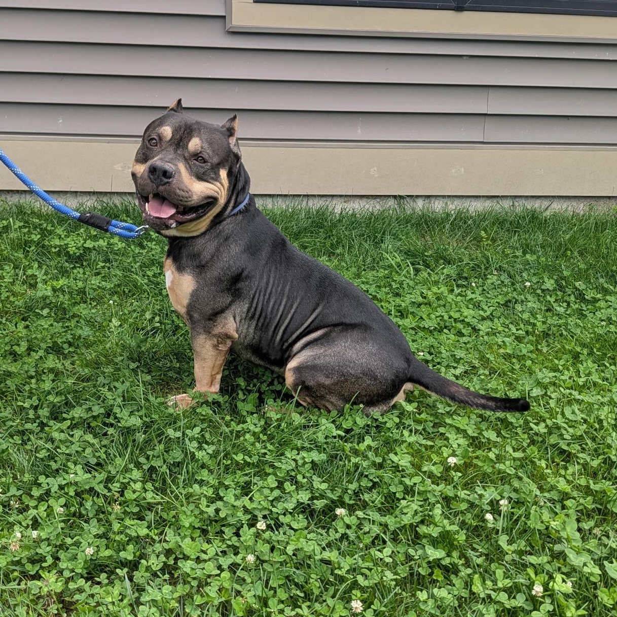 Enlarge Stone, a Adoptable American Bully in Amsterdam, NY image 2/4