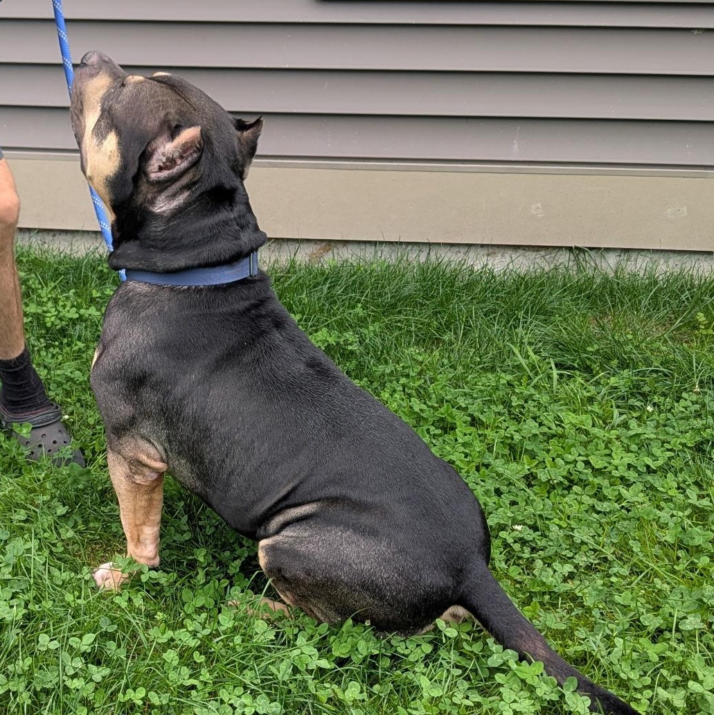 Enlarge Stone, a Adoptable American Bully in Amsterdam, NY image 3/4