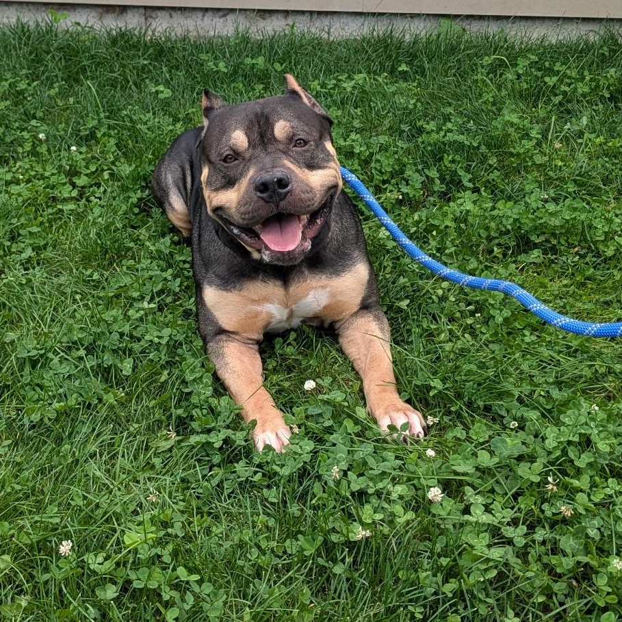 Enlarge Stone, a Adoptable American Bully in Amsterdam, NY image 4/4