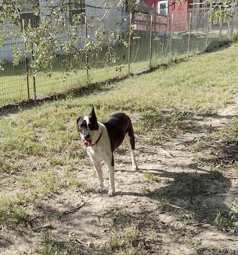 Enlarge Rusty, a Adoptable mixed breed in Camden, SC image 6/6