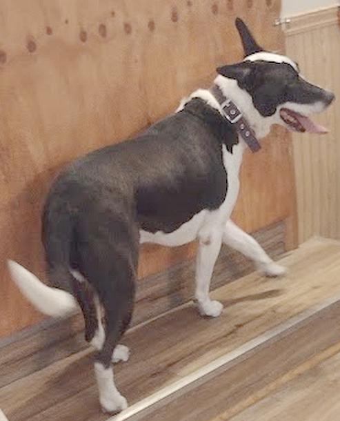 Enlarge Rusty, a Adoptable mixed breed in Camden, SC image 2/6