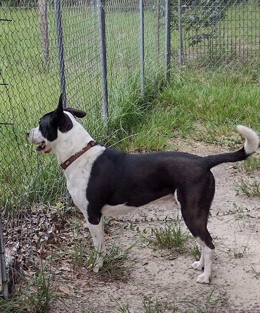 Rusty, a ADOPTABLE mixed breed in Camden, SC image 2/6