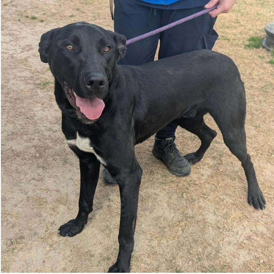 STORM  Available NOW - ADOPTION or RESCUE!, Adoptable, Young Male Mixed Breed.