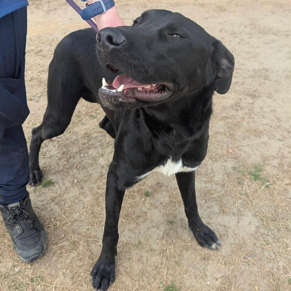 Enlarge STORM  Available NOW - ADOPTION or RESCUE!, a Adoptable Mixed Breed in Nashville, NC image 2/2