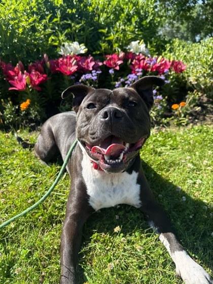 Romeo, Adoptable, Adult Male Pit Bull Terrier & Mixed Breed.