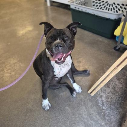 Enlarge Romeo, a Adoptable mixed breed in Winona, MN image 2/3