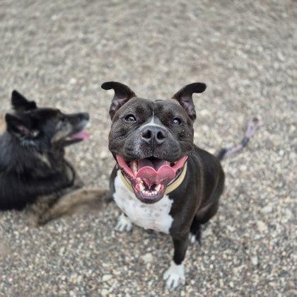 Enlarge Romeo, a Adoptable mixed breed in Winona, MN image 3/3