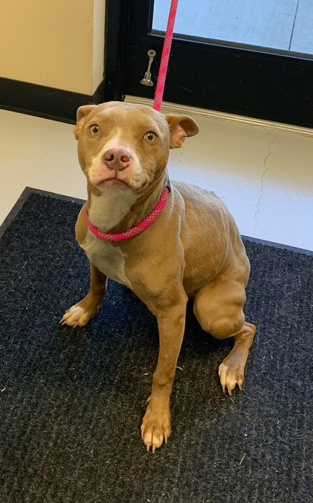 Sadie , adopted, Adult Female Pit Bull Terrier.
