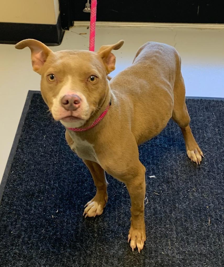 Enlarge Sadie , an adopted mixed breed in Emporia, VA image 2/3