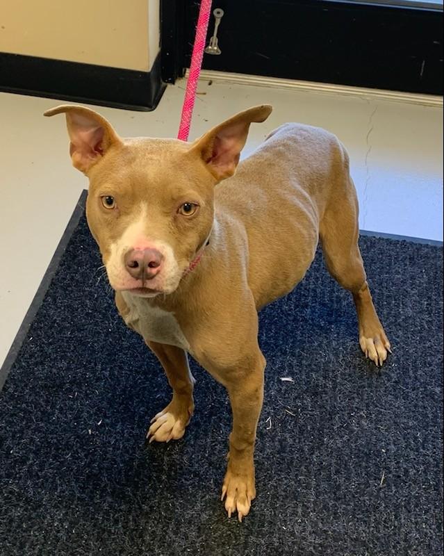 Enlarge Sadie , an adopted mixed breed in Emporia, VA image 3/3