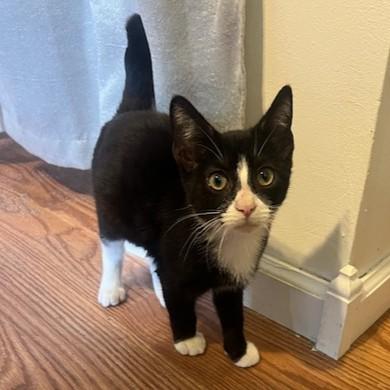 Beau (adorable tuxie)