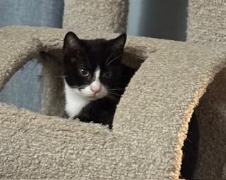 Beau (adorable tuxie)