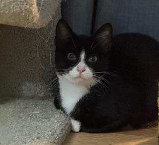 Beau (adorable tuxie)