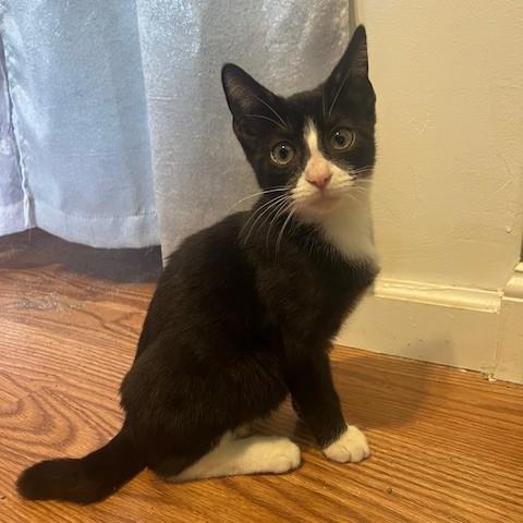 Beau (adorable tuxie)