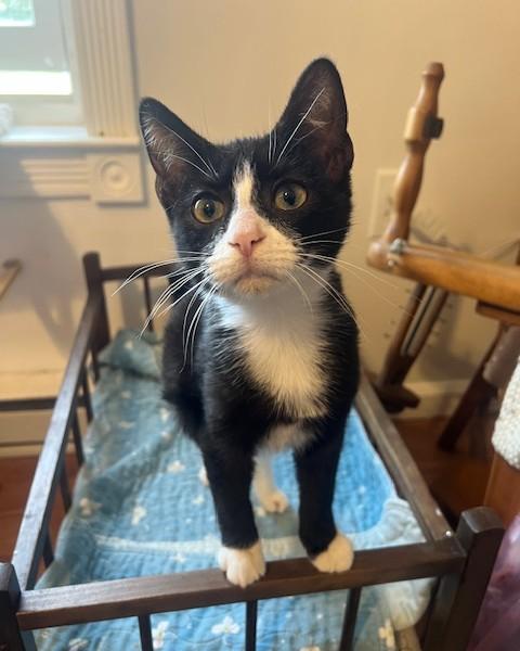 Beau (adorable tuxie)