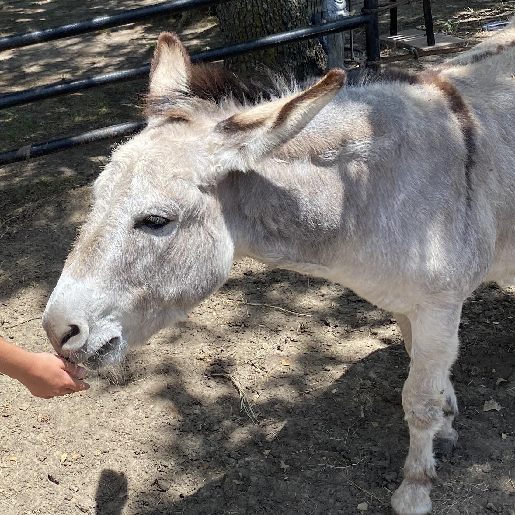 Enlarge Jimmy Dean, a Adoptable Donkey in Royse City, TX image 5/5