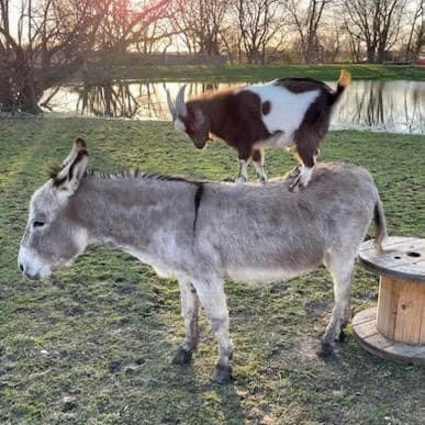Enlarge Jimmy Dean, a Adoptable Donkey in Royse City, TX image 1/5