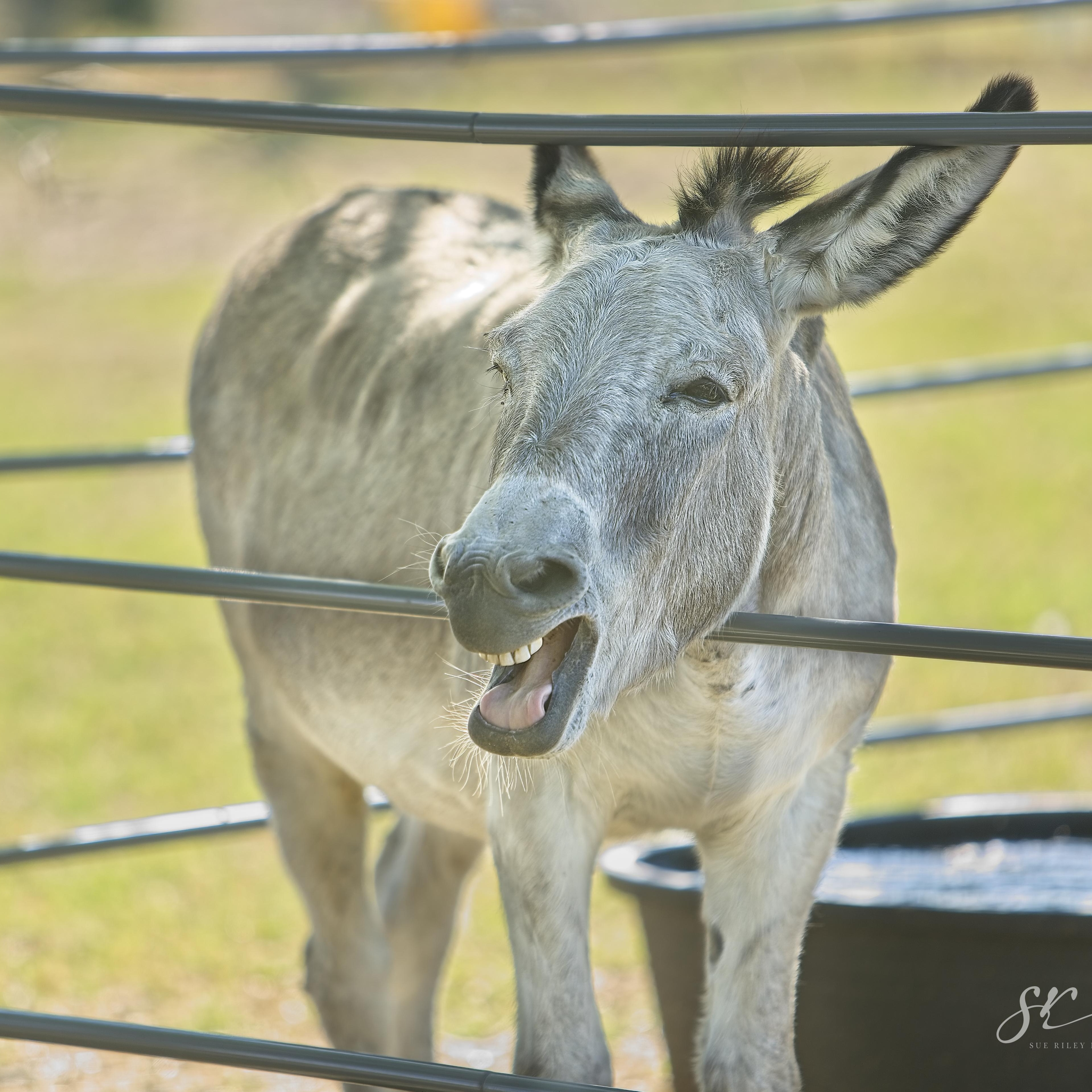 Enlarge Jimmy Dean, a Adoptable Donkey in Royse City, TX image 4/5
